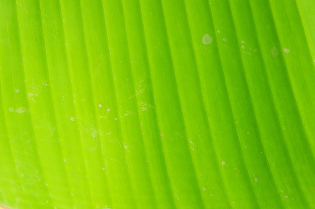 Close up banana leaf background texture