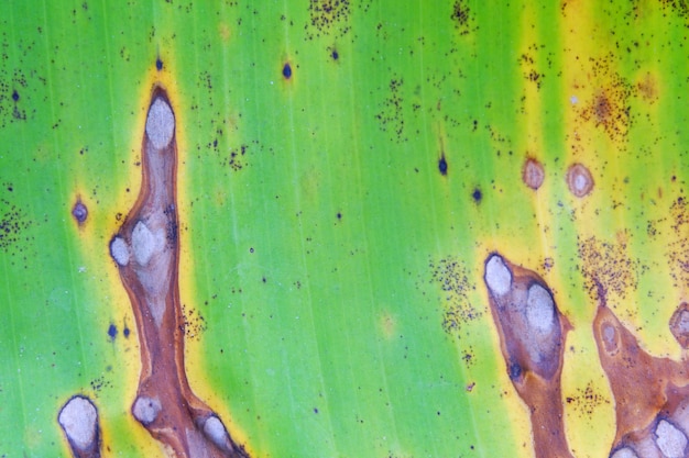 Close up banana leaf background texture