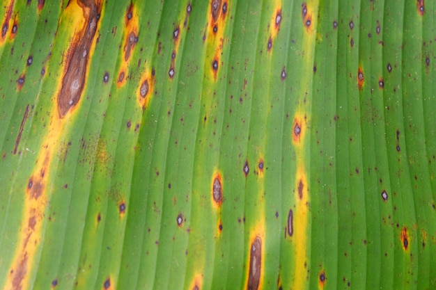 Close up banana leaf background texture