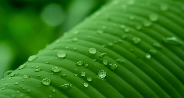 Close up on banana leaf details of abstract background