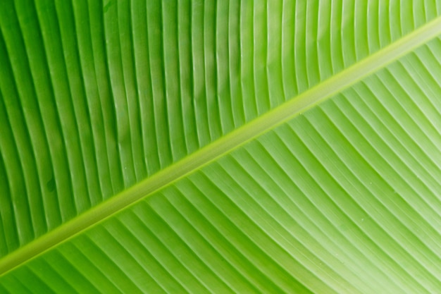 Close up banana leaf texture for background or wallpaper