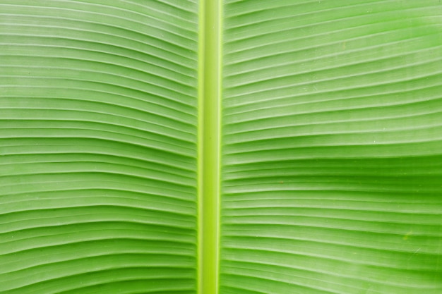 Close up banana leaf texture