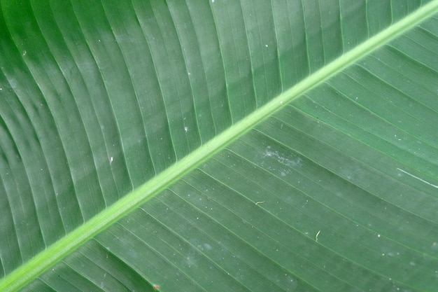 Close up banana leave