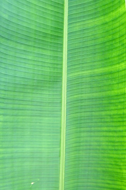 Close up banana leave