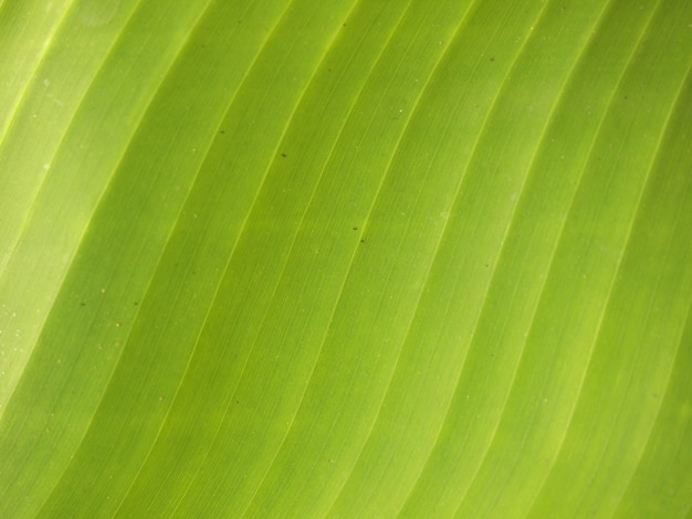 close up banana leave