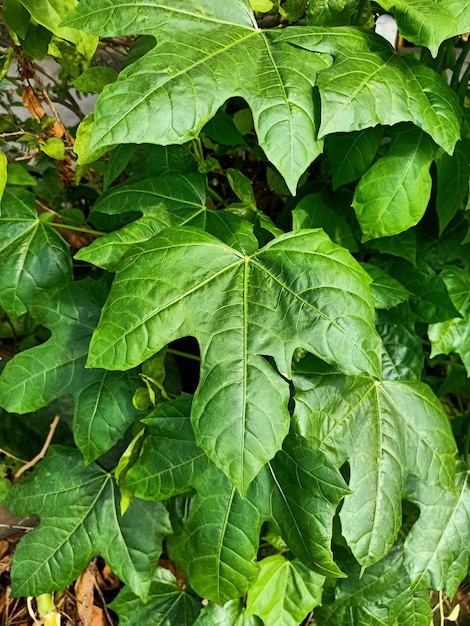 Close up of barbados nut plant