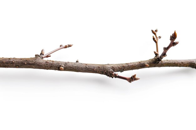 Close up of barbarum twig on a white background