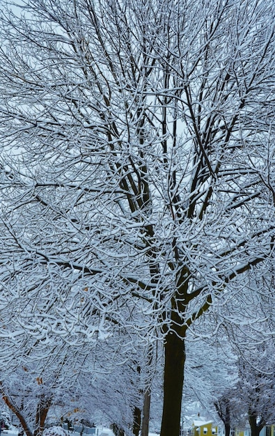 Photo close-up of bare tree during winter