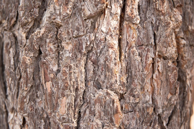 Close Up of Bark on Tree Stump Old tree many years old