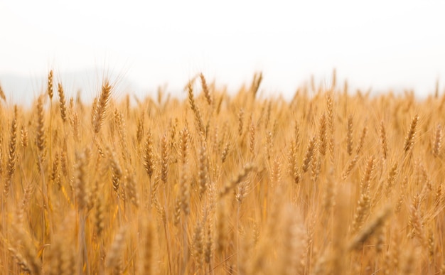 close up barley field