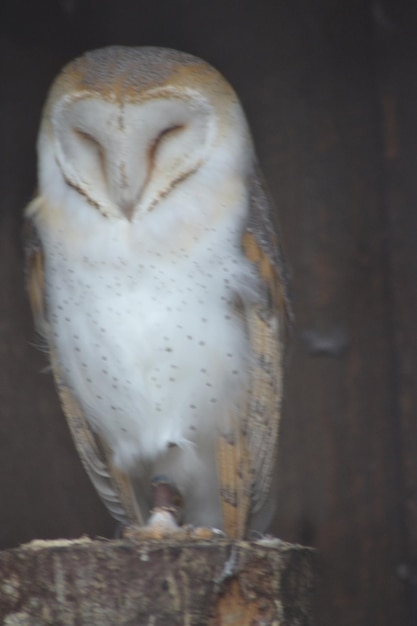 Close-up of barn owl over black background