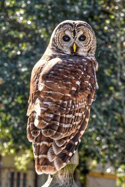 Photo close-up of barred owl perching on tree