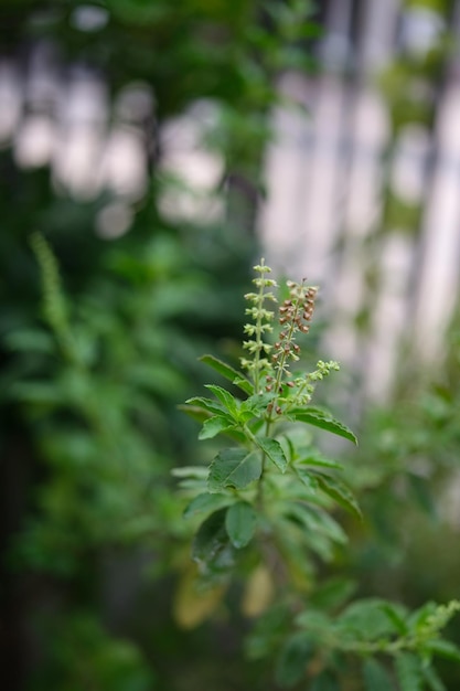 Close up Basil leaf Green Holy Basil tree Thai basil