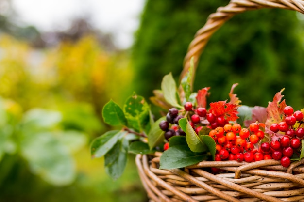 Close up on basket with rowan berries in nature