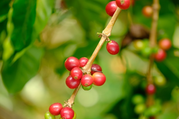 Close up bean coffee on tree in farm and copy space