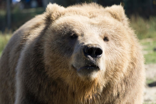 Close up of a bear