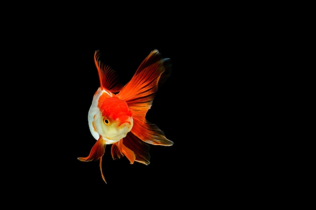 Close up on beatiful and elegant goldfish isolated