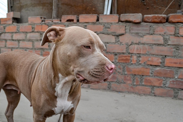 Close-up of a beautiful 3-year-old Pitbull puppy, concept of abandonment, rescue or adoption.