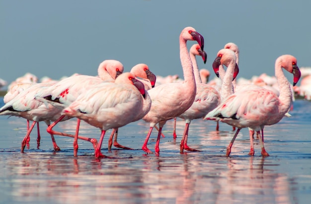 Close up of beautiful African flamingoes that are standing in still water with reflection. Namibia