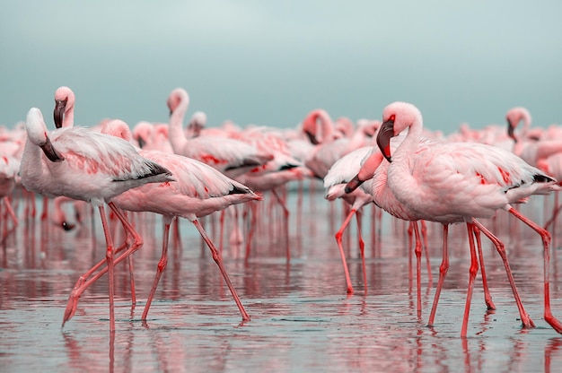 Close up of beautiful African flamingos that are standing in still water with reflection. Namibia