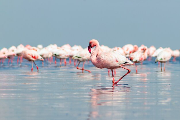 Close up of beautiful African flamingos that are standing in still water with reflection. Namibia