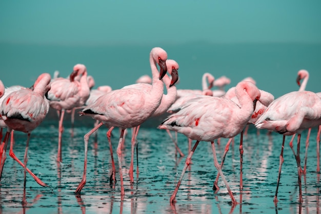 Close up of beautiful African flamingos that are standing in still water with reflection