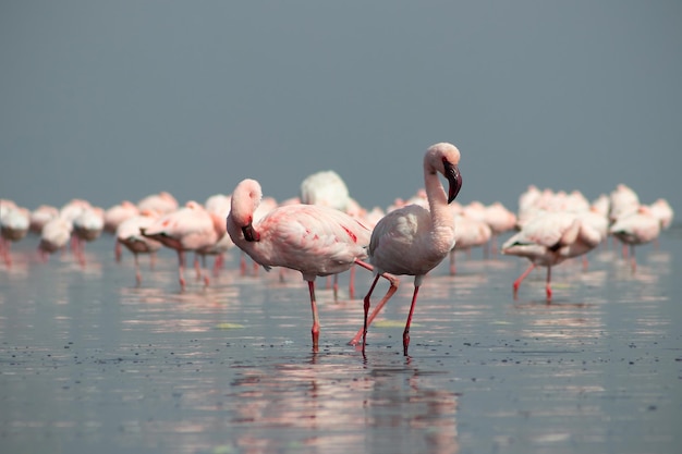 Close up of beautiful African flamingos that are standing in still water with reflection