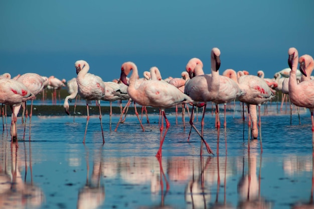 Close up of beautiful African flamingos that are standing in still water with reflection