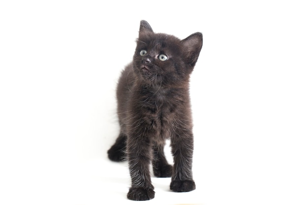 Close-up of beautiful black cat