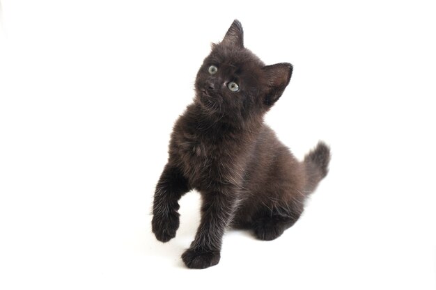 Close-up of beautiful black cat