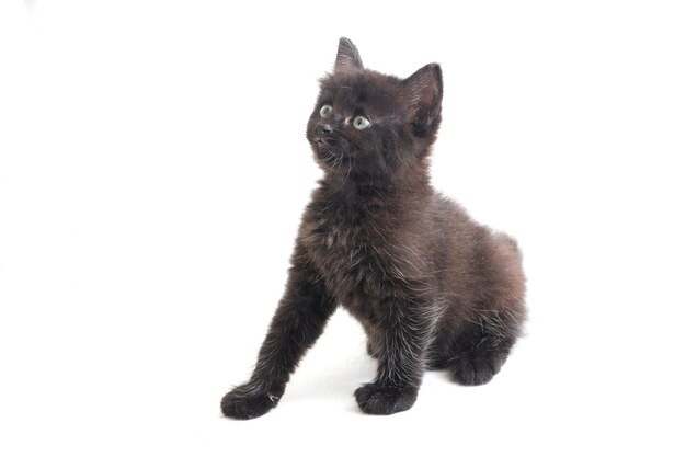 Close-up of beautiful black cat