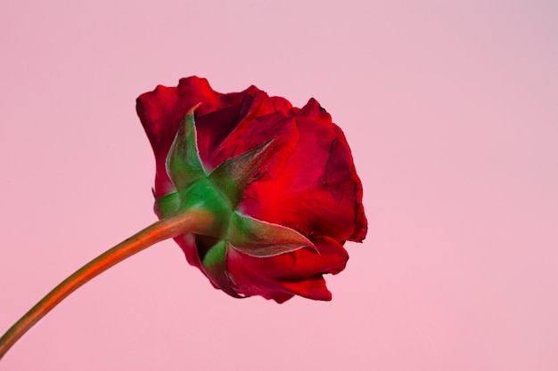 Close up on beautiful blooming flower