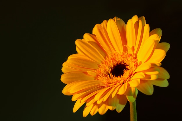 Close up on beautiful blooming flower