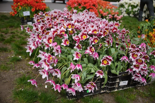 Close up on beautiful blooming tulips 