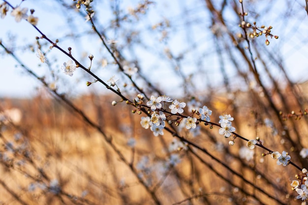 Close up of a beautiful branch of a tree with almond blossoms