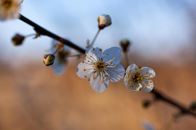 Close up of a beautiful branch of a tree with almond blossoms