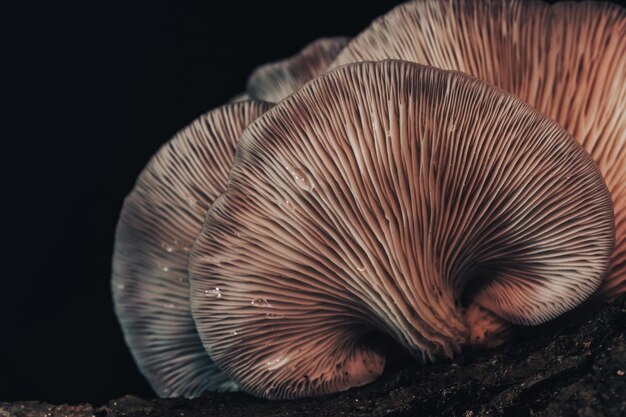 Close up beautiful bunch mushrooms color light in the tree background texture