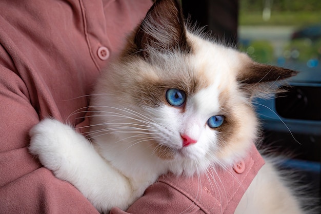 Close up beautiful cat