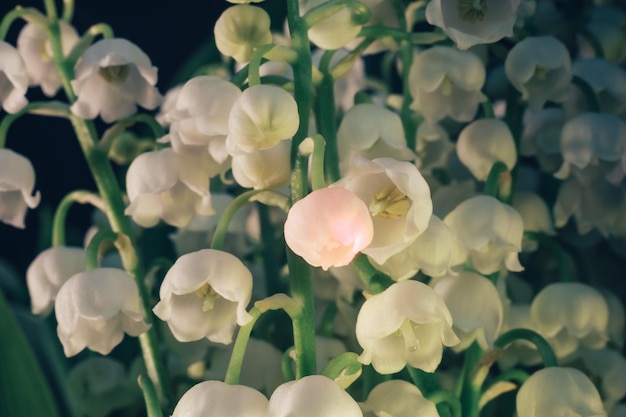 Close up beautiful Convallaria majalis background pattern texture for design Macro Photography Vie