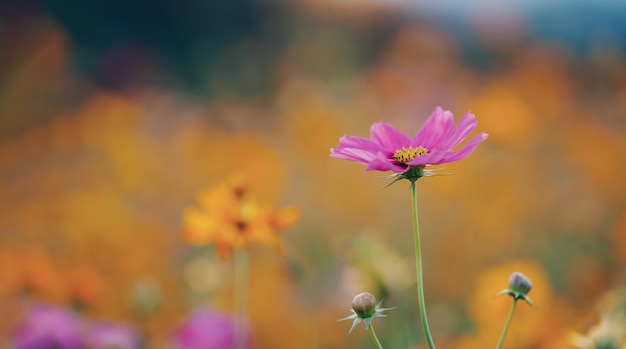 Close up beautiful cosmos flowers blooming in garden Colorful cosmos flowers in spring morning and blue sky Cosmos flowers at the farm in sunrise in the morning at chiang rai North of thailand