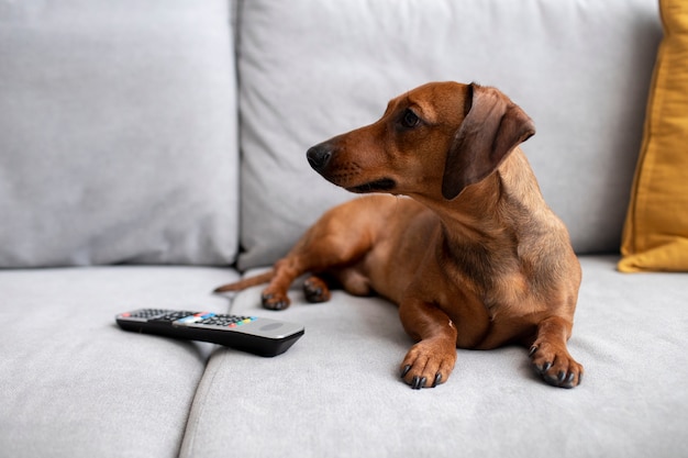 Close up on beautiful dachshund on couch