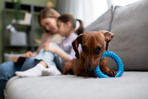 Close up on beautiful dachshund dog with chewing toy