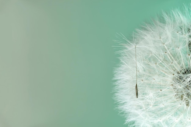 Photo close up beautiful dandelion flower color light background pattern texture macro photography view