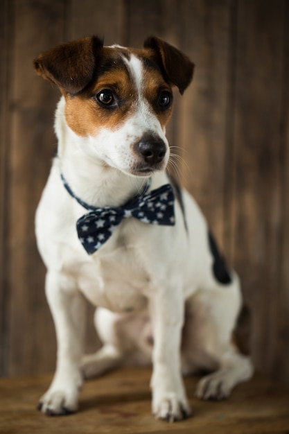 Close up on beautiful dog jack russell