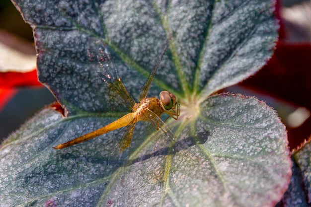 Close up beautiful dragonfly on green leaves. Dragonflies of Thailand.