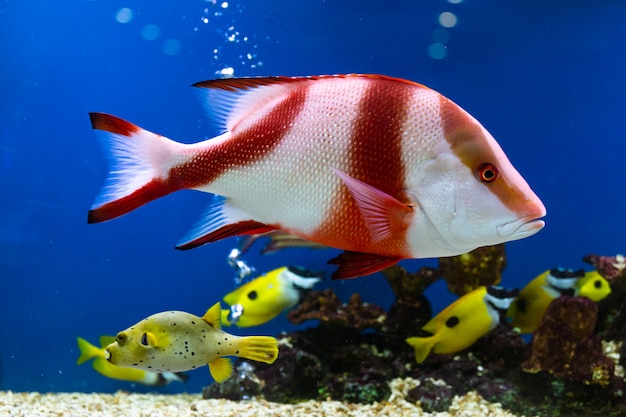 Close up beautiful fish in the aquarium on decoration of aquatic plants background.