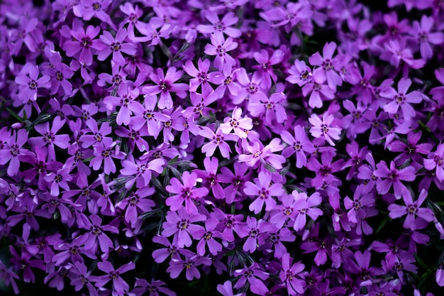 Close up on beautiful flowers details in nature