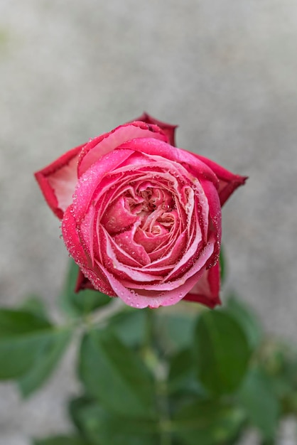 Close up of beautiful fresh pink rose flower in green garden