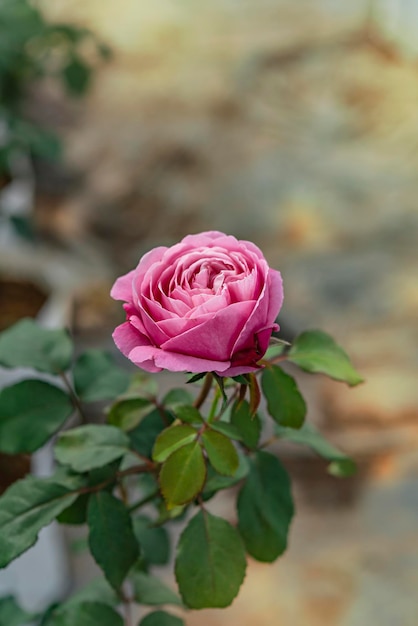 Close up of beautiful fresh pink rose flower in green garden