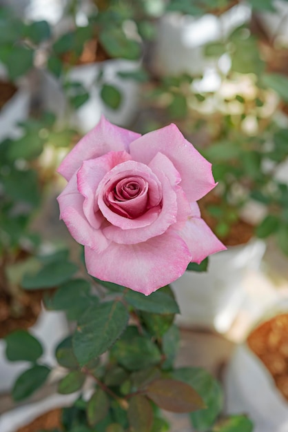 Close up of beautiful fresh pink rose flower in green garden